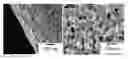 Fig. 01 - Carbon-encased metal nanoparticles and sponges as wood/plant preservatives or strengthening fillers