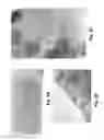 Fig. 04 - Carbon-encased metal nanoparticles and sponges as wood/plant preservatives or strengthening fillers