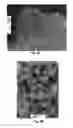 Fig. 06 - Carbon-encased metal nanoparticles and sponges as wood/plant preservatives or strengthening fillers