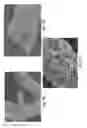 Fig. 09 - Carbon-encased metal nanoparticles and sponges as wood/plant preservatives or strengthening fillers