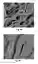 Fig. 10 - Carbon-encased metal nanoparticles and sponges as wood/plant preservatives or strengthening fillers