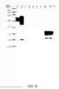 Fig. 06 - Single Chain Antibody for the Detection of Noroviruses