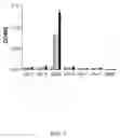 Fig. 08 - Single Chain Antibody for the Detection of Noroviruses