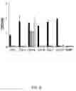 Fig. 09 - Single Chain Antibody for the Detection of Noroviruses