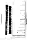Fig. 09 - Four-color DNA sequencing by synthesis using cleavable fluorescent nucleotide reversible terminators