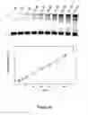 Fig. 34 - Triggered molecular geometry based bioimaging probes
