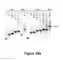 Fig. 48 - Triggered molecular geometry based bioimaging probes