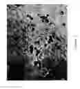 Fig. 10 - Functional lipid constructs