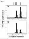 Fig. 07 - DIAGNOSTIC METHODS USING BNP