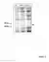 Fig. 02 - Phosphorylated NF45 Biomarkers, Antibodies And Methods Of Using Same