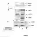 Fig. 03 - Phosphorylated NF45 Biomarkers, Antibodies And Methods Of Using Same
