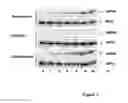 Fig. 06 - Phosphorylated NF45 Biomarkers, Antibodies And Methods Of Using Same