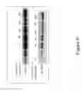 Fig. 07 - METHOD FOR TREATING B CELL REGULATED AUTOIMMUNE DISORDERS