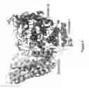 Fig. 04 - Crystal structure of human alpha-N-acetylglucosaminidase