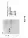 Fig. 10 - Crystal structure of human alpha-N-acetylglucosaminidase