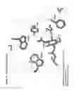 Fig. 12 - Crystal structure of human alpha-N-acetylglucosaminidase