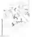 Fig. 14 - Crystal structure of human alpha-N-acetylglucosaminidase