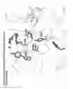 Fig. 15 - Crystal structure of human alpha-N-acetylglucosaminidase