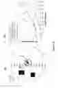 Fig. 27 - Directional surface plasmon coupled fluorescence and chemiluminescence from thin films of nickel, iron or palladium and uses thereof