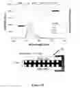 Fig. 33 - Directional surface plasmon coupled fluorescence and chemiluminescence from thin films of nickel, iron or palladium and uses thereof