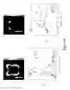 Fig. 35 - Directional surface plasmon coupled fluorescence and chemiluminescence from thin films of nickel, iron or palladium and uses thereof