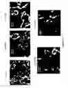 Fig. 42 - Directional surface plasmon coupled fluorescence and chemiluminescence from thin films of nickel, iron or palladium and uses thereof