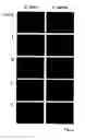 Fig. 15 - Rapid FRET-based diagnosis of bacterial pathogens