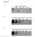 Fig. 04 - ISOTHERMAL STRAND DISPLACEMENT AMPLIFICATION