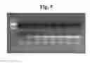 Fig. 08 - METHOD AND APPARATUS FOR AMPLIFICATION OF NUCLEIC ACID SEQUENCES BY USING THERMAL CONVECTION