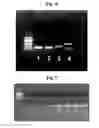 Fig. 09 - METHOD AND APPARATUS FOR AMPLIFICATION OF NUCLEIC ACID SEQUENCES BY USING THERMAL CONVECTION
