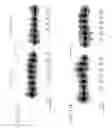 Fig. 13 - Thermostable reverse transcriptases and uses thereof