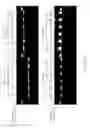 Fig. 20 - Thermostable reverse transcriptases and uses thereof