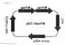 Fig. 03 - Microorganisms of with improved 5′-inosinic acid productivity, and method for producing nucleic acids using same