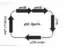 Fig. 05 - Microorganisms of with improved 5′-inosinic acid productivity, and method for producing nucleic acids using same