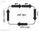Fig. 08 - Microorganisms of with improved 5′-inosinic acid productivity, and method for producing nucleic acids using same