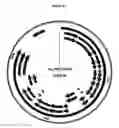 Fig. 17 - Systems of Hydrogen Production in Bacteria