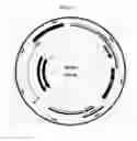 Fig. 32 - Systems of Hydrogen Production in Bacteria