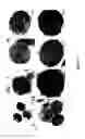 Fig. 02 - METHODS FOR ISOLATING VERY SMALL EMBRYONIC-LIKE (VSEL) STEM CELLS