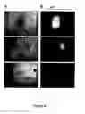 Fig. 11 - METHODS FOR ISOLATING VERY SMALL EMBRYONIC-LIKE (VSEL) STEM CELLS