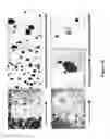 Fig. 15 - METHODS FOR ISOLATING VERY SMALL EMBRYONIC-LIKE (VSEL) STEM CELLS