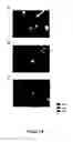 Fig. 18 - METHODS FOR ISOLATING VERY SMALL EMBRYONIC-LIKE (VSEL) STEM CELLS