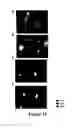 Fig. 19 - METHODS FOR ISOLATING VERY SMALL EMBRYONIC-LIKE (VSEL) STEM CELLS
