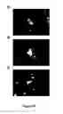 Fig. 20 - METHODS FOR ISOLATING VERY SMALL EMBRYONIC-LIKE (VSEL) STEM CELLS
