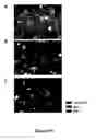 Fig. 21 - METHODS FOR ISOLATING VERY SMALL EMBRYONIC-LIKE (VSEL) STEM CELLS