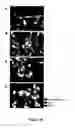 Fig. 22 - METHODS FOR ISOLATING VERY SMALL EMBRYONIC-LIKE (VSEL) STEM CELLS