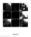 Fig. 24 - METHODS FOR ISOLATING VERY SMALL EMBRYONIC-LIKE (VSEL) STEM CELLS