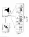Fig. 29 - METHODS FOR ISOLATING VERY SMALL EMBRYONIC-LIKE (VSEL) STEM CELLS