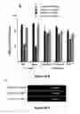Fig. 32 - METHODS FOR ISOLATING VERY SMALL EMBRYONIC-LIKE (VSEL) STEM CELLS
