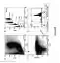 Fig. 37 - METHODS FOR ISOLATING VERY SMALL EMBRYONIC-LIKE (VSEL) STEM CELLS
