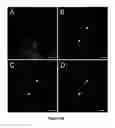 Fig. 44 - METHODS FOR ISOLATING VERY SMALL EMBRYONIC-LIKE (VSEL) STEM CELLS